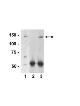 Anti-PIR121-1/Sra-1 Antibody Upstate&#174;, from rabbit