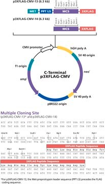 p3XFLAG-CMV&#8482;-14 Expression Vector shuttle vector for transient or stable intracellular expression of C-terminal 3xFLAG