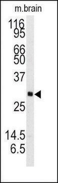 Anti-NTF3 (C-term) antibody produced in rabbit saturated ammonium sulfate (SAS) precipitated, buffered aqueous solution