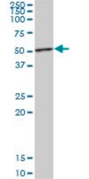 Anti-STAMBP antibody produced in mouse purified immunoglobulin, buffered aqueous solution