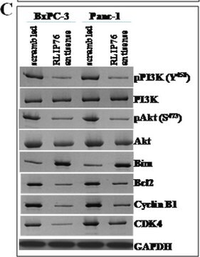 Anticorpo monoclonale di coniglio anti-fosfo-Akt1/PKB&#945; (Ser473), clone SK703 clone SK703, Upstate&#174;, from rabbit