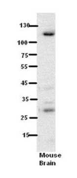 Anti-N6AMT1, (N-terminal) antibody produced in rabbit affinity isolated antibody