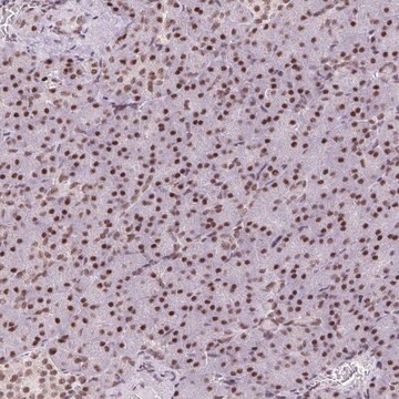 Anti-TRA2B antibody produced in rabbit Prestige Antibodies&#174; Powered by Atlas Antibodies, affinity isolated antibody, buffered aqueous glycerol solution