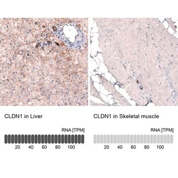 Monoclonal Anti-CLDN1 antibody produced in mouse Prestige Antibodies&#174; Powered by Atlas Antibodies, clone CL3698, purified immunoglobulin, buffered aqueous glycerol solution