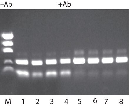 JumpStart&#8482; REDTaq&#174; DNAポリメラーゼ Hot-start Taq enzyme with inert dye, 10X buffer included