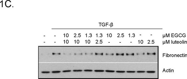 抗肌动蛋白，&#945;-平滑肌抗体，小鼠单克隆 clone 1A4, purified from hybridoma cell culture