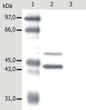 Przeciwciało monoklonalne przeciwko cytokeratynie5/18 wytwarzane u myszy clone C-50