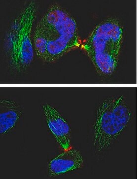 Anti-Anillin Antibody, clone 5f3.1 clone 5F3.1, from mouse