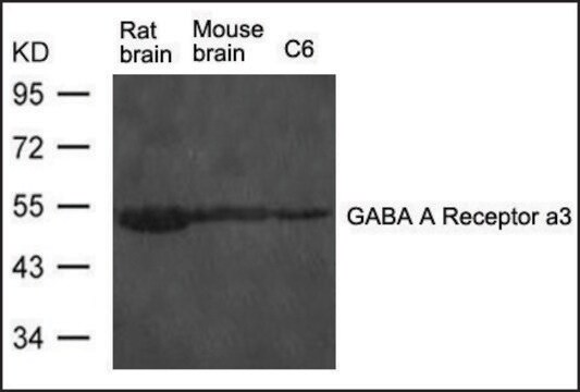 Anti-Gabra3 antibody produced in rabbit affinity isolated antibody