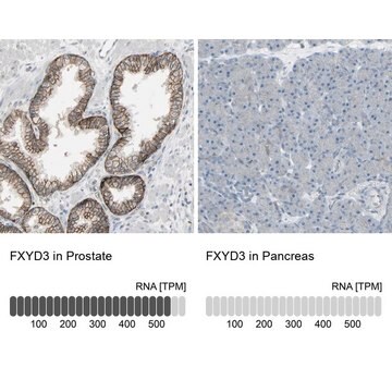 Anti-FXYD3 antibody produced in rabbit Prestige Antibodies&#174; Powered by Atlas Antibodies, affinity isolated antibody, buffered aqueous glycerol solution