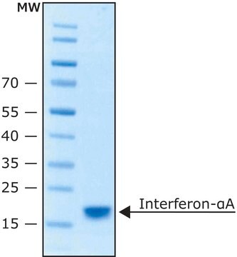 インターフェロン-&#945;A ヒト &#8805;95%, suitable for cell culture, buffered aqueous solution, recombinant, expressed in E. coli