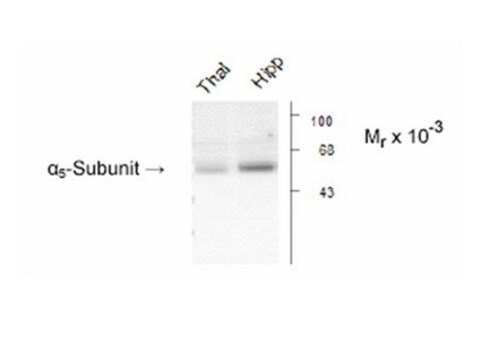 Anticorpo anti-subunità &#945; 5 del recettore GABA A Chemicon&#174;, from rabbit