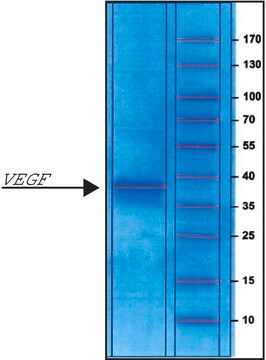 血管内皮増殖因子 ヒト VEGF, recombinant, expressed in E. coli, powder, suitable for cell culture