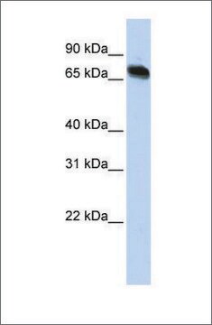 Anti-TAF15 antibody produced in rabbit affinity isolated antibody