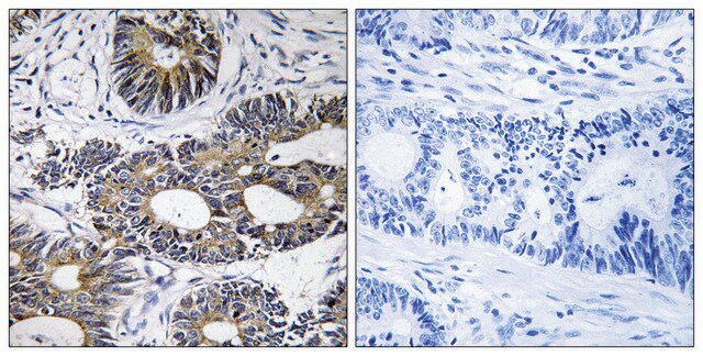 Anti-EIF1AY antibody produced in rabbit affinity isolated antibody