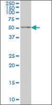 Monoclonal Anti-NARF antibody produced in mouse clone 7D9, ascites fluid