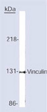 Anti-Vinculin Mouse mAb (V284 or VLN01) liquid, Calbiochem&#174;, from mouse