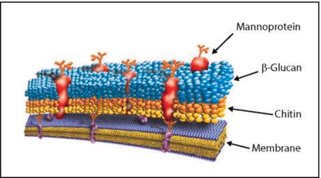 Lyticase from Arthrobacter luteus lyophilized powder, &#8805;2,000&#160;units/mg protein, Protein &#8805;20&#160;% by biuret