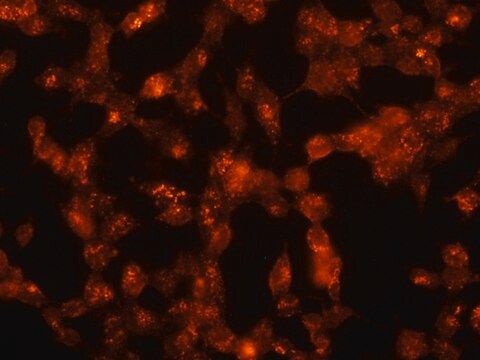 Anti-Flotillin 1 in Kaninchen hergestellte Antikörper ~1&#160;mg/mL, affinity isolated antibody, buffered aqueous solution