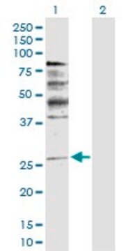 Anti-NRG1 antibody produced in rabbit purified immunoglobulin, buffered aqueous solution