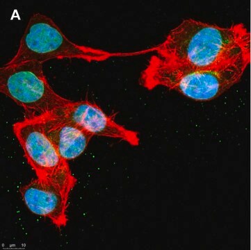 Anti-DOCK11 Antibody, clone 1F11 ZooMAb&#174; Rabbit Monoclonal recombinant, expressed in HEK 293 cells