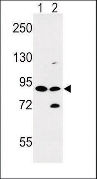 ANTI-SLC8A1 (CENTER) antibody produced in rabbit IgG fraction of antiserum, buffered aqueous solution