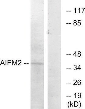 Anti-AIFM2 antibody produced in rabbit affinity isolated antibody