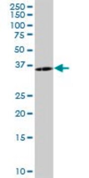 Anti-PCSK1N antibody produced in mouse purified immunoglobulin, buffered aqueous solution