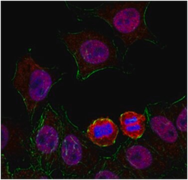 Anti-Hec1 Antibody from rabbit, purified by affinity chromatography