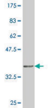 Monoclonal Anti-SOX21 antibody produced in mouse clone 3H4, purified immunoglobulin, buffered aqueous solution