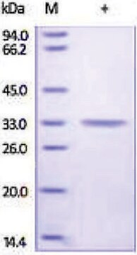 Anhydraza węglanowa 4/CA4 recombinant, expressed in HEK 293 cells, &#8805;92% (SDS-PAGE)