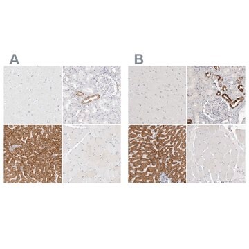 抗-HMGCS2 兔抗 Prestige Antibodies&#174; Powered by Atlas Antibodies, affinity isolated antibody, buffered aqueous glycerol solution