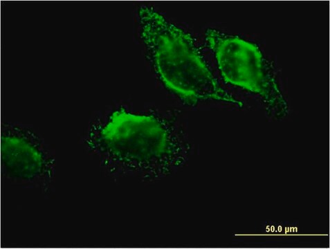 Monoclonal Anti-MAPRE3 antibody produced in mouse clone 3D7, purified immunoglobulin, buffered aqueous solution