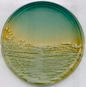 Agar odżywczy WL suitable for microbiology, NutriSelect&#174; Plus, for cultivation of microorganisms encountered in the brewing and fermentation industries 