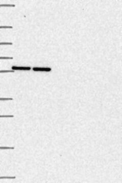 Anti-TMPO antibody produced in rabbit Prestige Antibodies&#174; Powered by Atlas Antibodies, affinity isolated antibody, buffered aqueous glycerol solution