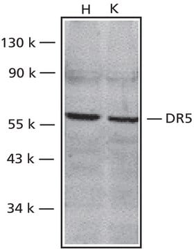 Anti-DR5 antibody produced in rabbit affinity isolated antibody, buffered aqueous solution