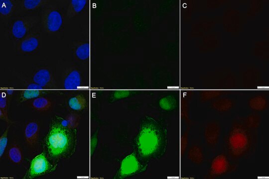 Anti-mCherry Antibody, clone 1E10 ZooMAb&#174; Rabbit Monoclonal recombinant, expressed in HEK 293 cells