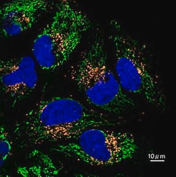 Colorante arancione per lisosomi BioTracker 560 Live cell imaging dye for acidic cellular organelles such as lysosomes.