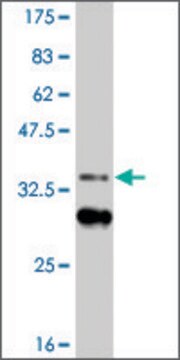 ANTI-HIC1 antibody produced in mouse clone 3B2, purified immunoglobulin, buffered aqueous solution