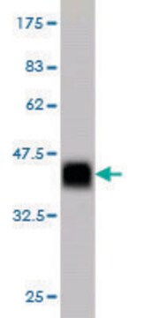 ANTI-ZNF41 antibody produced in mouse clone 2F1, purified immunoglobulin, buffered aqueous solution