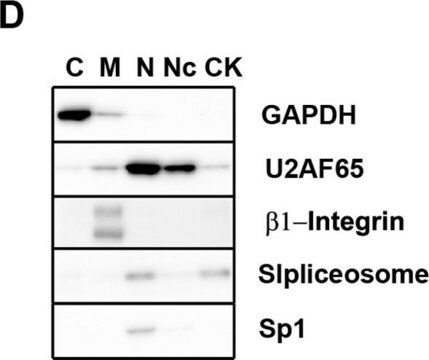 Anticorps anti-intégrine&nbsp;&#946;1 (a.a. 82-87), clone&nbsp;JB1A (aussi appelé J10) ascites fluid, clone JB1A (J10), Chemicon&#174;