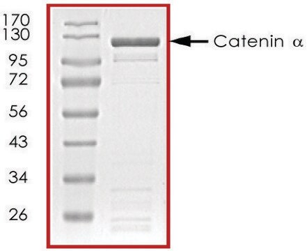 Catenin &#945;、GSTタグ融合 ヒト recombinant, expressed in baculovirus infected Sf9 cells, &#8805;70% (SDS-PAGE), buffered aqueous glycerol solution