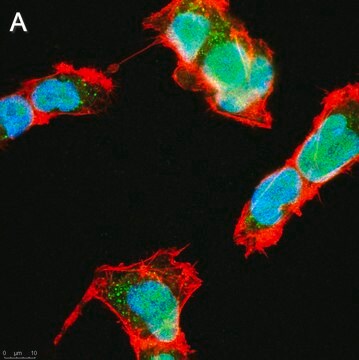 Anti-SOX-11 Antibody, clone 1F16 ZooMAb&#174; Rabbit Monoclonal recombinant, expressed in HEK 293 cells