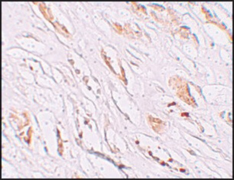 抗-PEAR1 兔抗 affinity isolated antibody, buffered aqueous solution