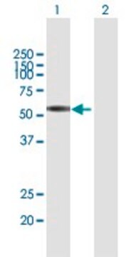 Anti-CLK3 antibody produced in mouse purified immunoglobulin, buffered aqueous solution