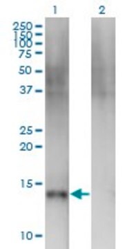 Monoclonal Anti-SEMA4B antibody produced in mouse clone 4B2, purified immunoglobulin, buffered aqueous solution