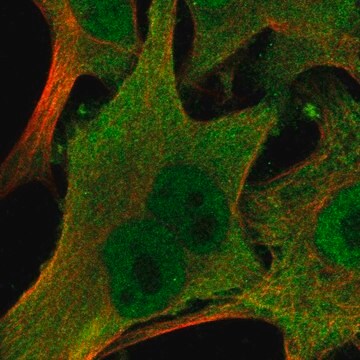 Anti-Lgals3 Antibody Produced In Rabbit Prestige Antibodies&#174; Powered by Atlas Antibodies, affinity isolated antibody, buffered aqueous glycerol solution