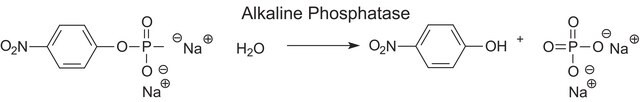 Phosphatase, Alkaline from bovine intestinal mucosa buffered aqueous glycerol solution, &#8805;4,000&#160;DEA units/mg protein