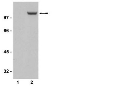 Anticuerpo anti-fosfo-GluR1 (Ser831), clon N453, monoclonal de conejo culture supernatant, clone N453, Upstate&#174;