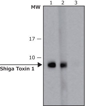 Przeciwciało anty-ShigaToxin 1, B Subunit (STxB), mysie monoklonalne clone 13C4, purified from hybridoma cell culture